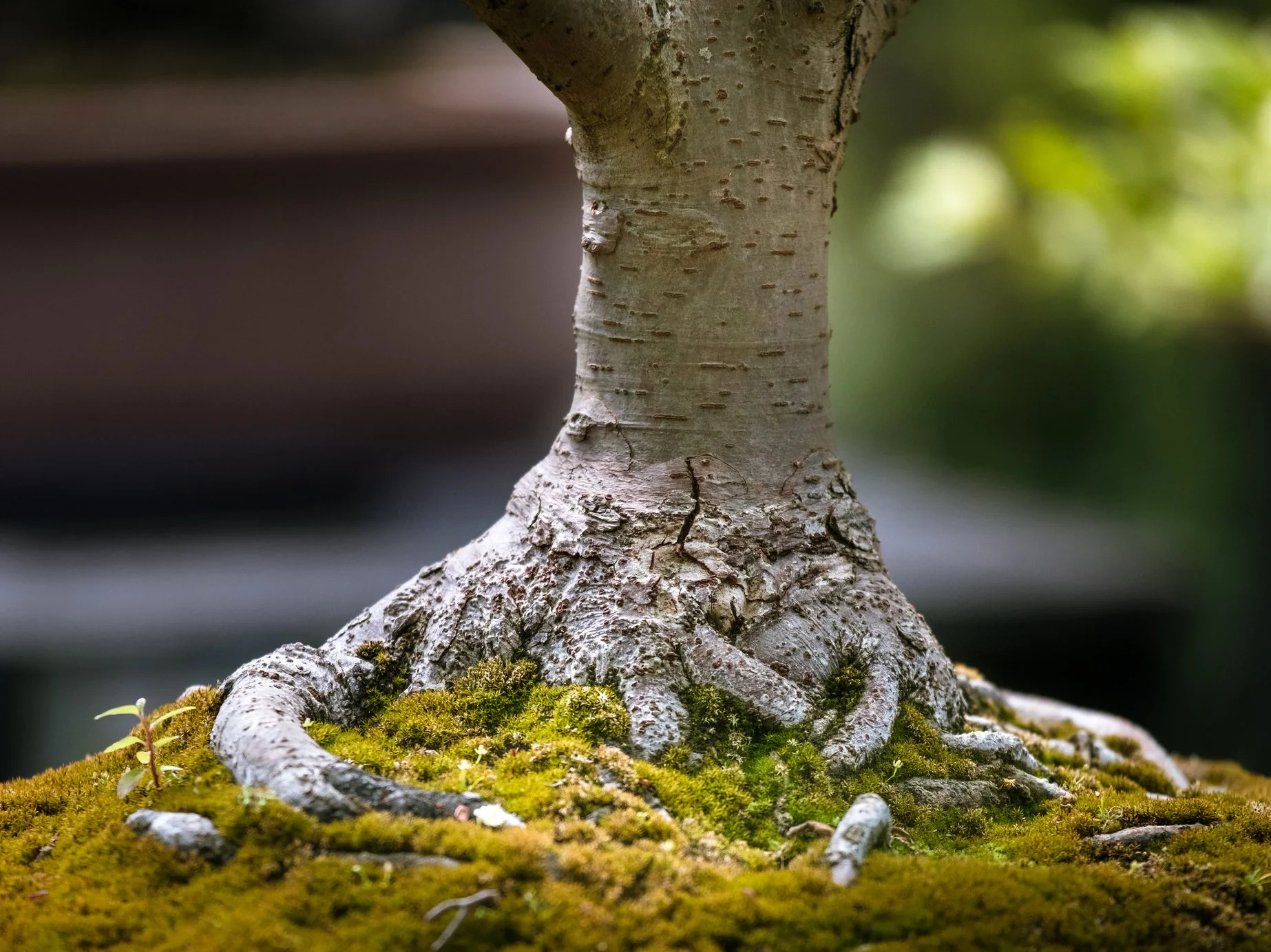 Tai Chi Bonsai Academy repoting training, subject to size of tree, will be £65.00 plus materials. Average 3 hrs of a mindful experience for you to explore, for sure. For more info on days training go to Tai Chi Bonsai Academy Email me please to view the nursery as it is appointment only.