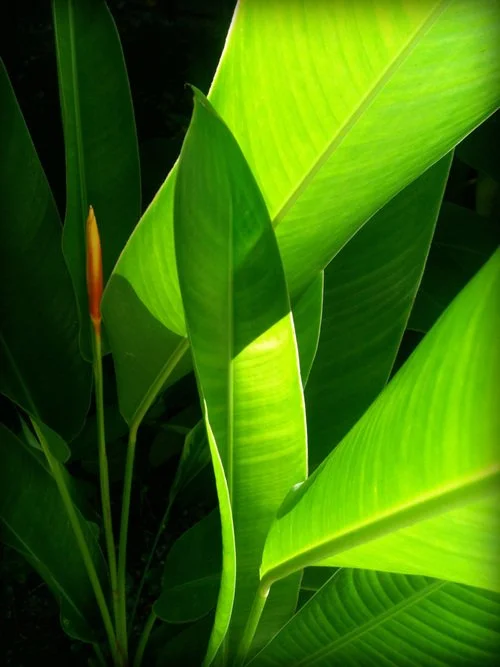 nature photography