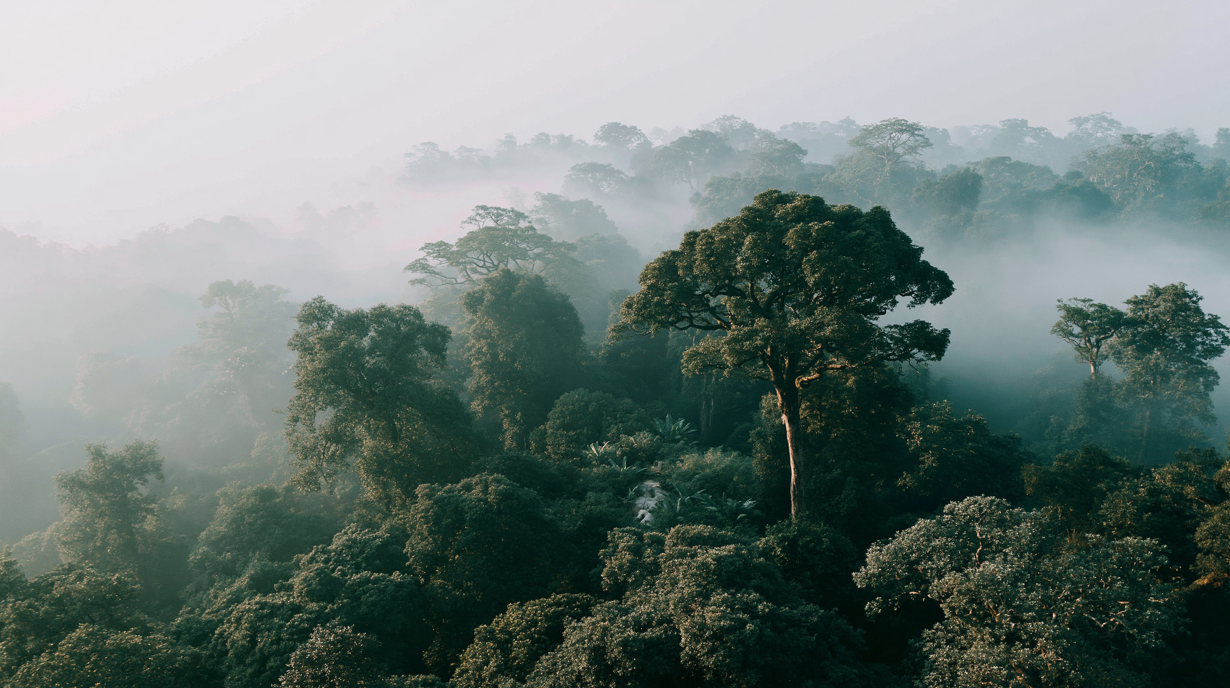 Mass Reforestation: Restoring Forests, Restoring the Planet