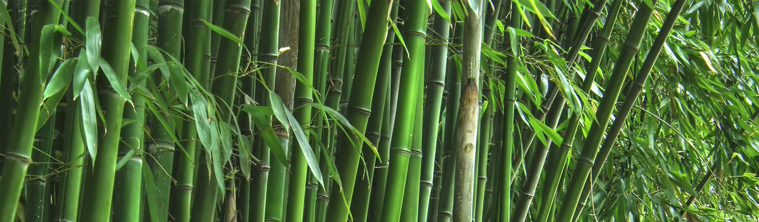 bamboobanner.jpg