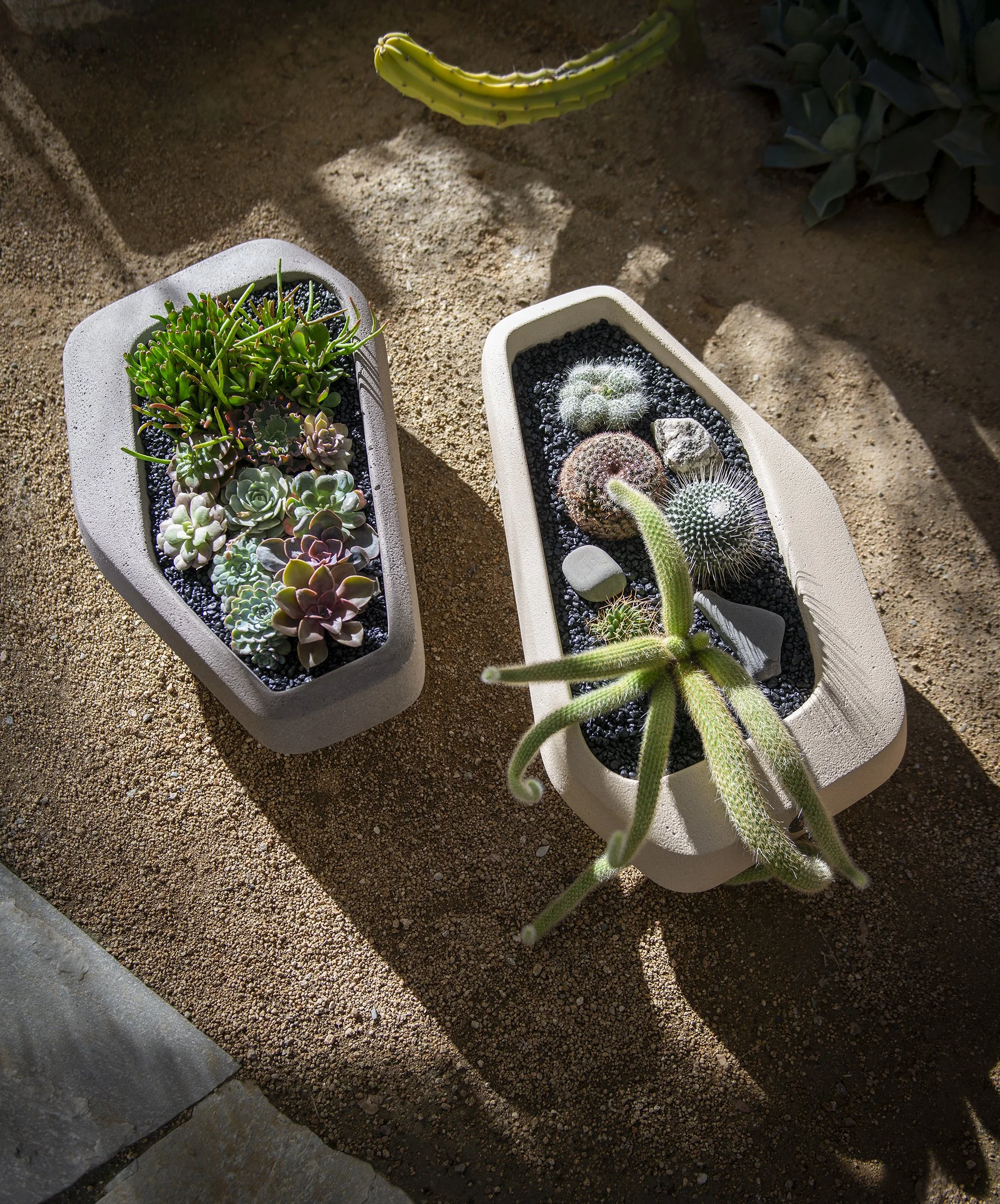 DCP_Cactus Stud_Table Top Planters_Large_2.jpg