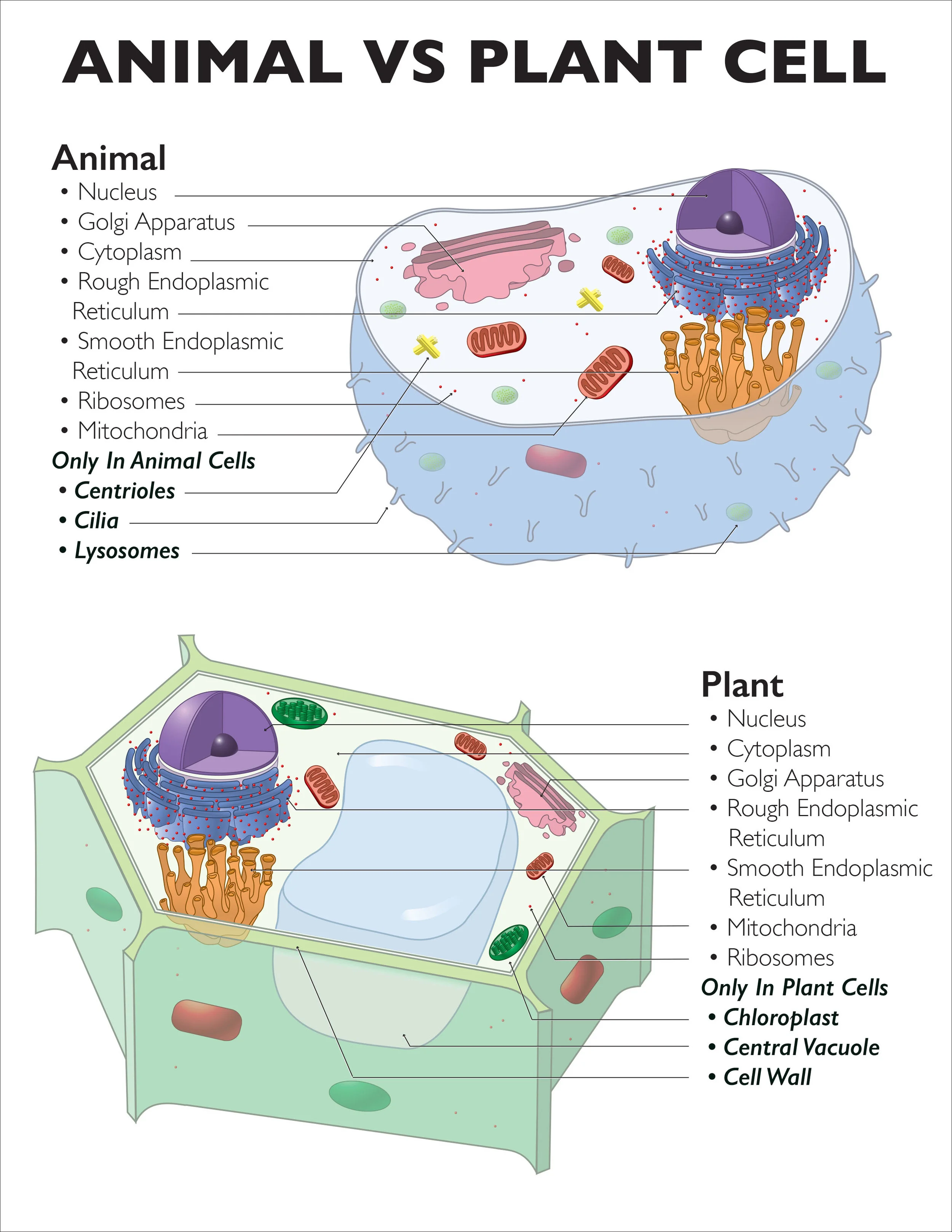 Animal & Plant Cell