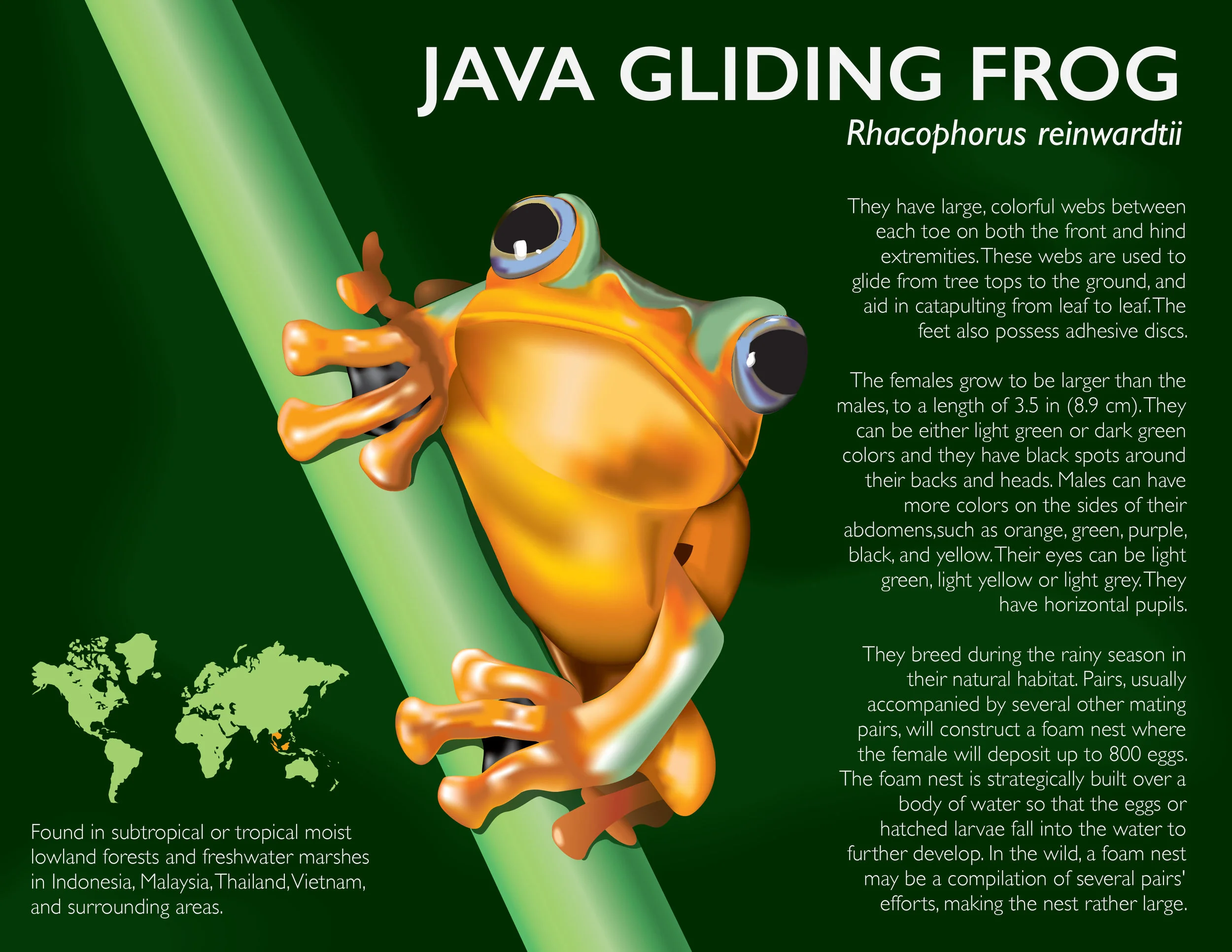 Java Gliding Frog