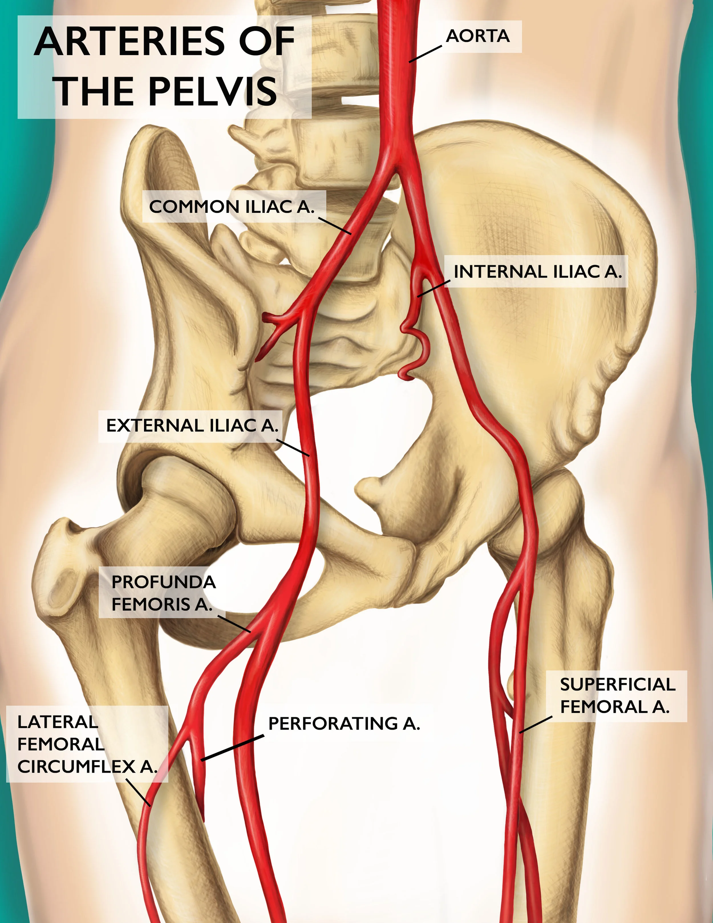 Arteries of the Pelvis