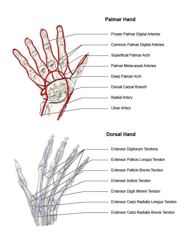 Hand Illustration