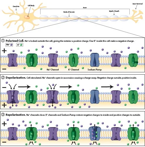 Action Potential