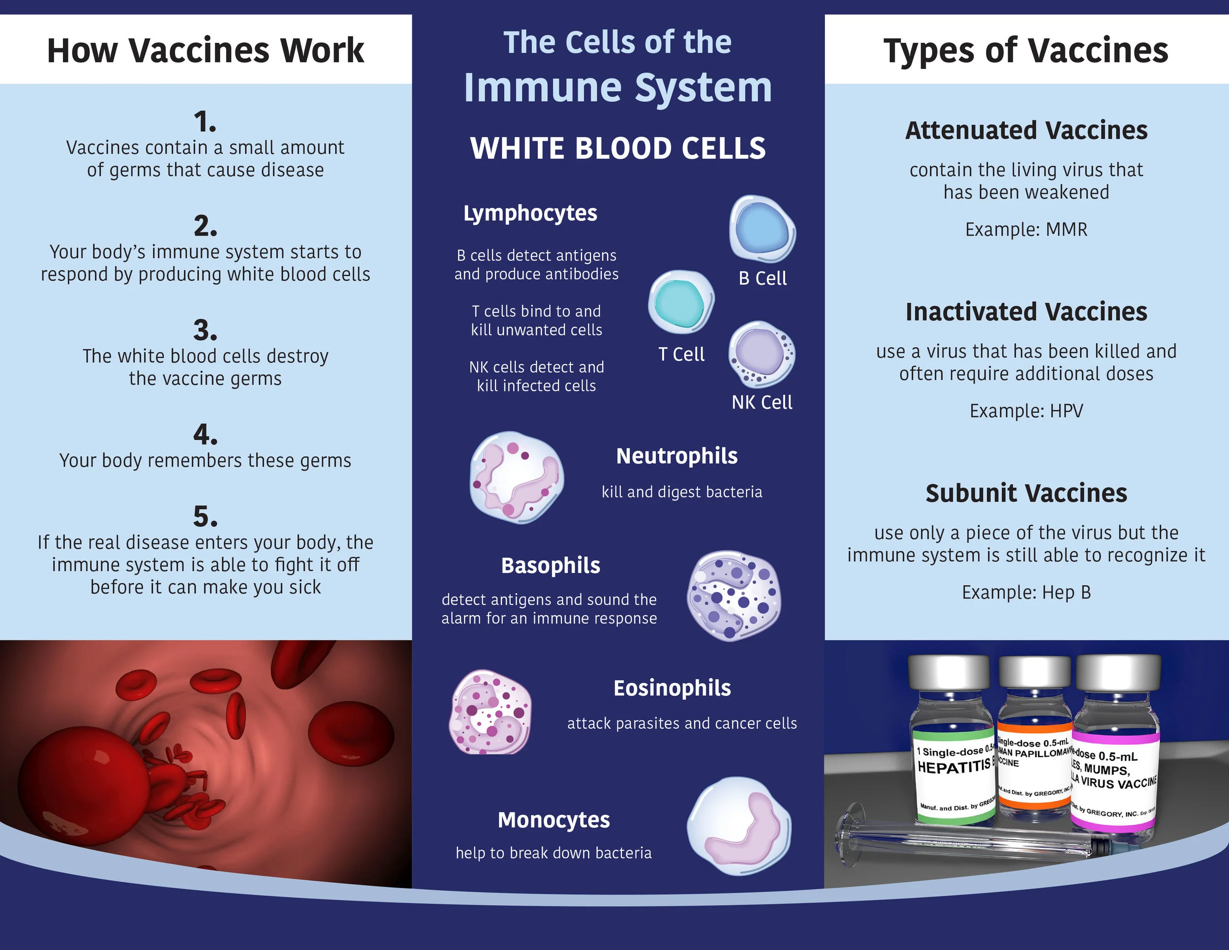 Vaccine Brochure - Inside