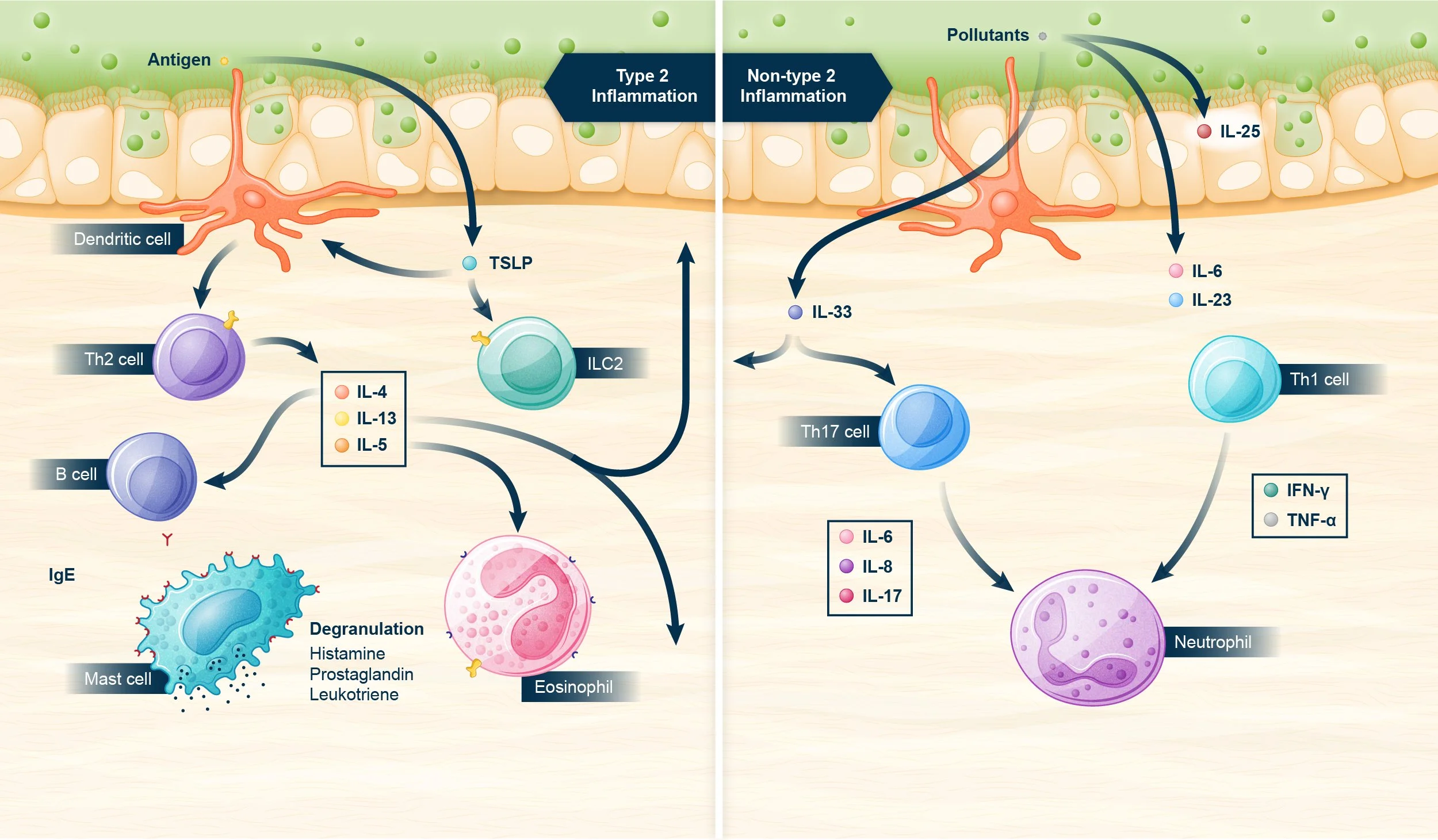 InflammationPathways.jpg