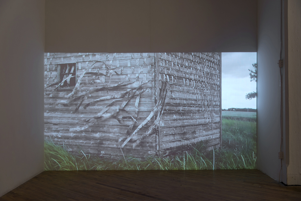 SHED Root, video installation