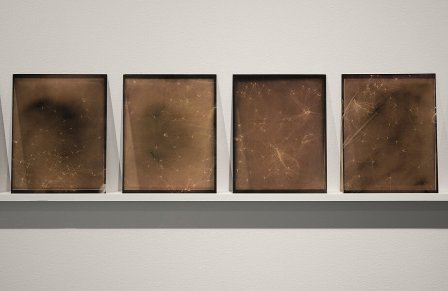 'Clusters', 30 lumen photographs printed on glass (detail) total dimensions 9m x 30cm