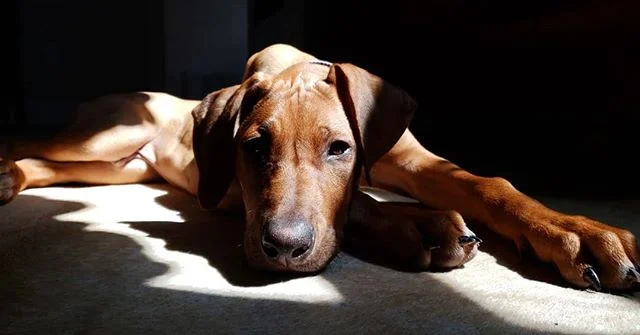 Finn finding the morning sun. 3 months and 30 lbs of puppy. 
#finntheadventuredoggo