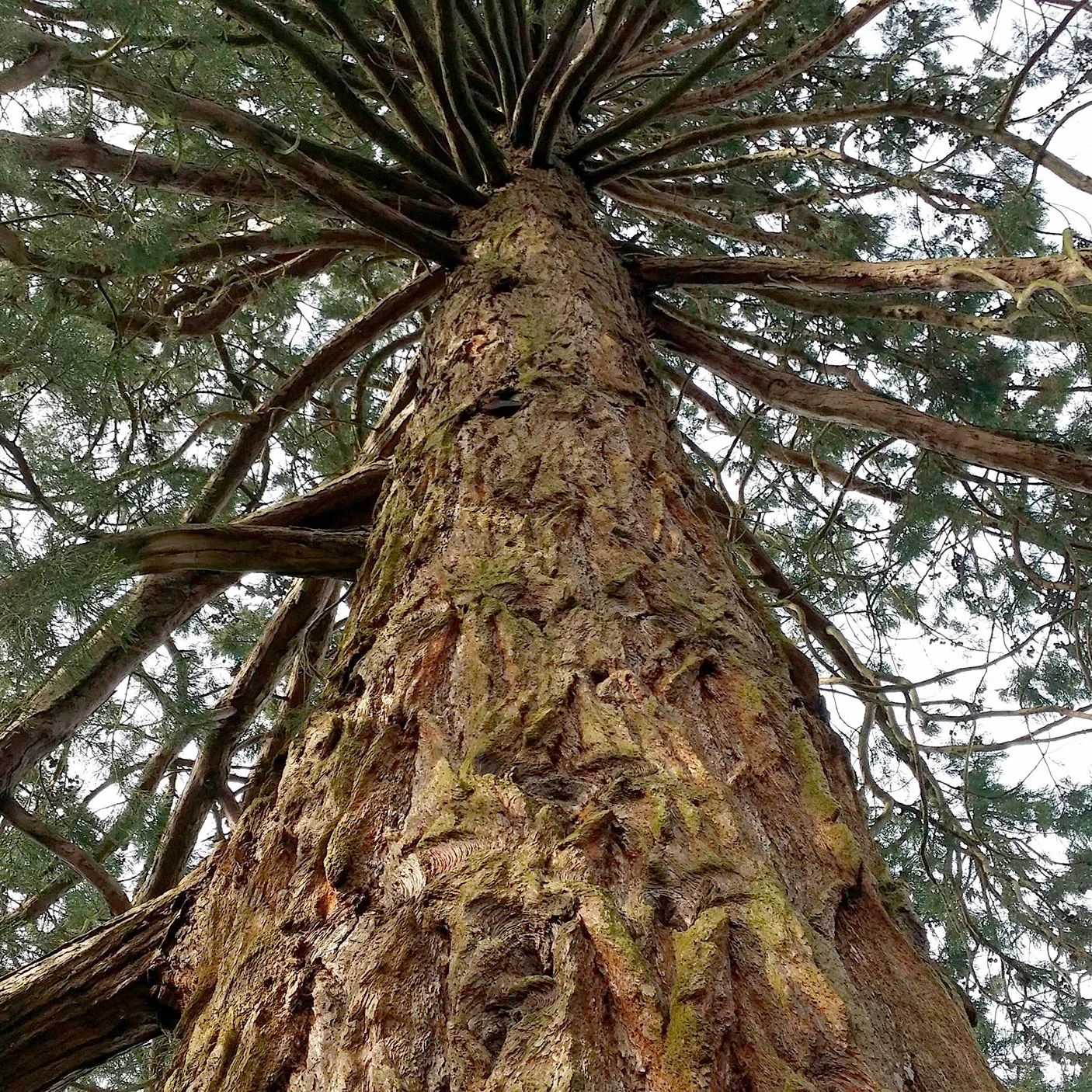 pine tree photo restore to the core transformational coaching course cheltenham gloucestershire.jpg