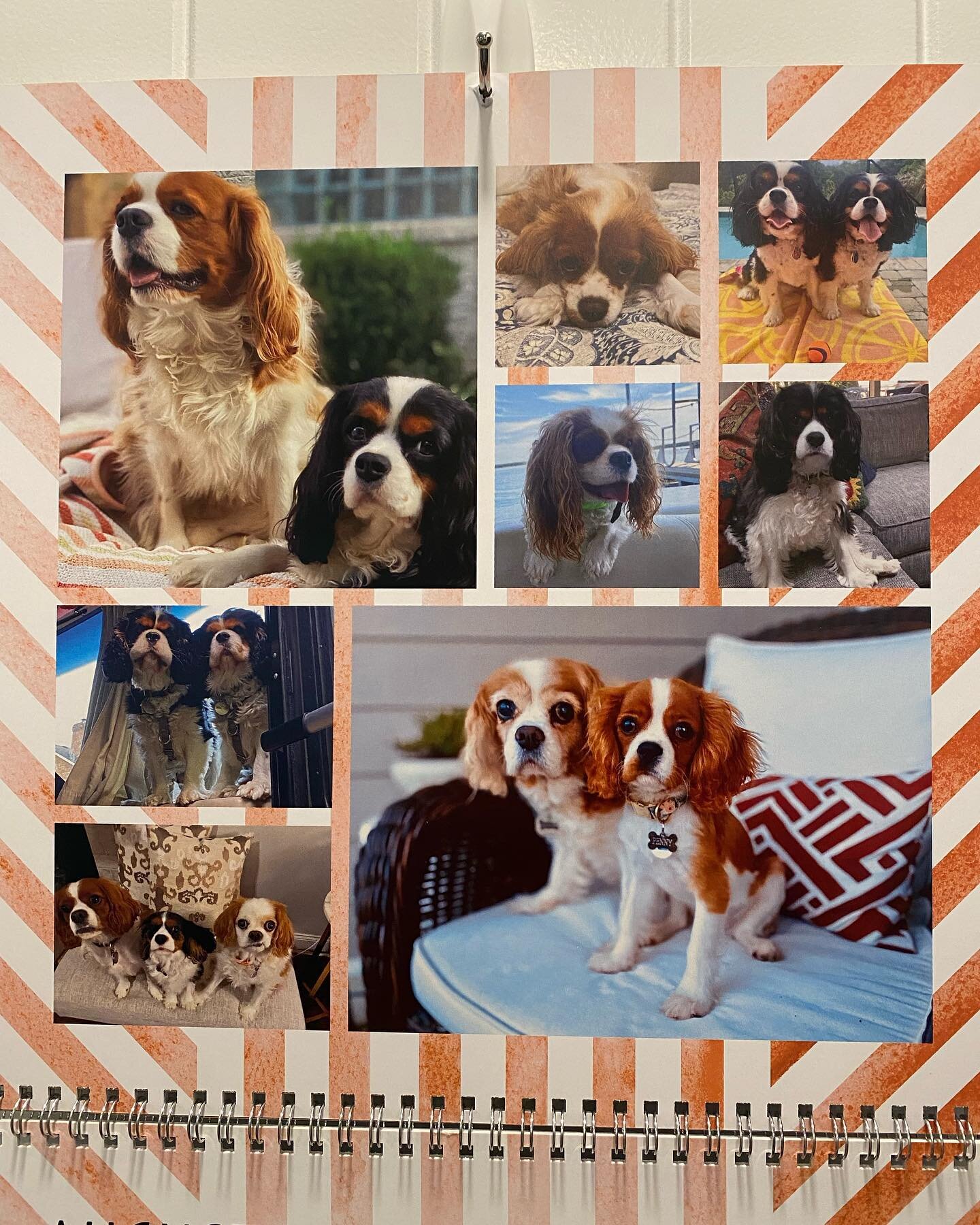 Hello August!!! Happy birthday to all our pawsome pals! We hope everyone is doing well! 🥳🐾🐶🎉🎈 #nashvillecavaliers #happybirthday