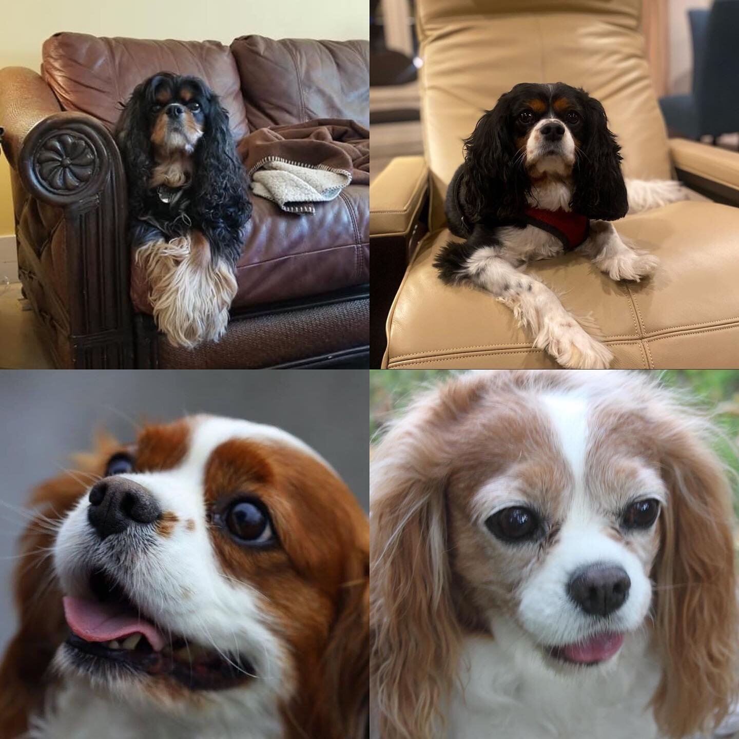 Today&rsquo;s event will be in memory of our dear furrriends that have crossed the rainbow bridge&hellip; Willie, Finn, Louie and Lady&hellip; Dogs are not our whole lives, but they make our lives whole. These sweet friends are very missed and will f