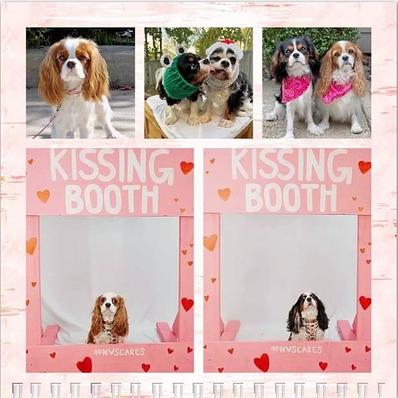 Hello February! We hope all our pals have a wonderful birthday! 🐶💘💋😘❤️🥳🎉 #nashvillecavaliers #happybirthday