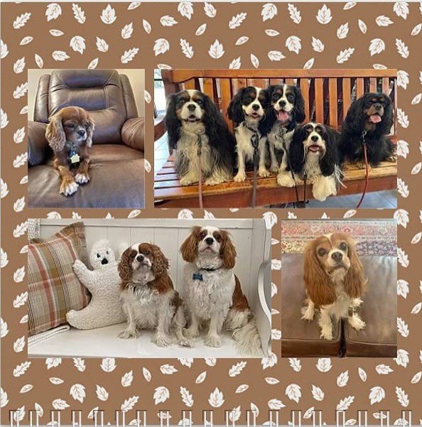 Hello November! 🍂🍁 Happy birthday to all our furrriends! 🥳🎉🐶🎂❤️ #nashvillecavaliers #happybirthday