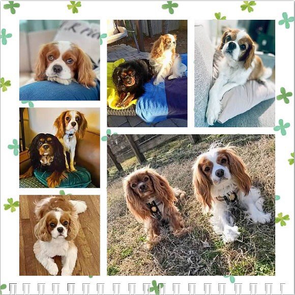 Hello March! 💚🎉 We hope all of our pals have a pawsome birthday this month! 🥳🎂🎉💚❤️ #nashvillecavaliers #happybirthday