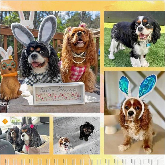 Hello April! We&rsquo;re excited for Spring and hope our pals have a pawsome birthday! 🐶🥳🎉🐰🐥☀️💐 #nashvillecavaliers