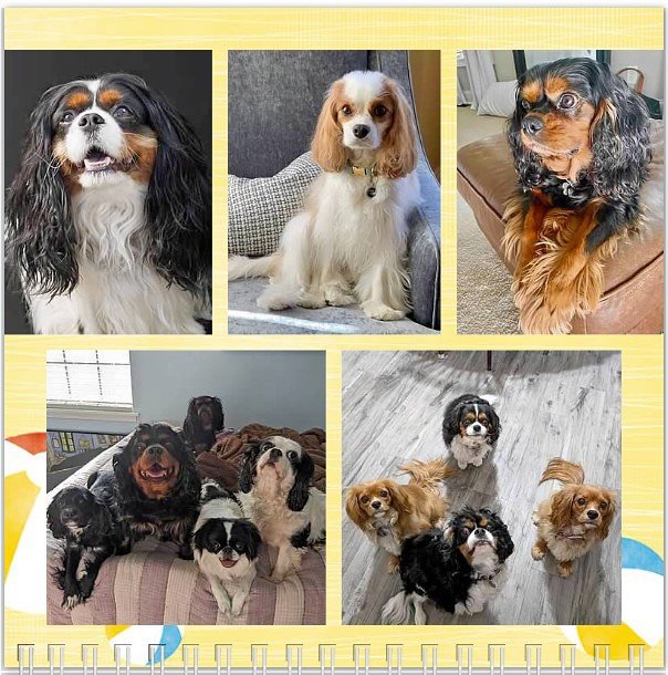 Hello May! Happy birthday to all our furrriends! 🥳🐶🎉❤️🎂 #nashvillecavaliers