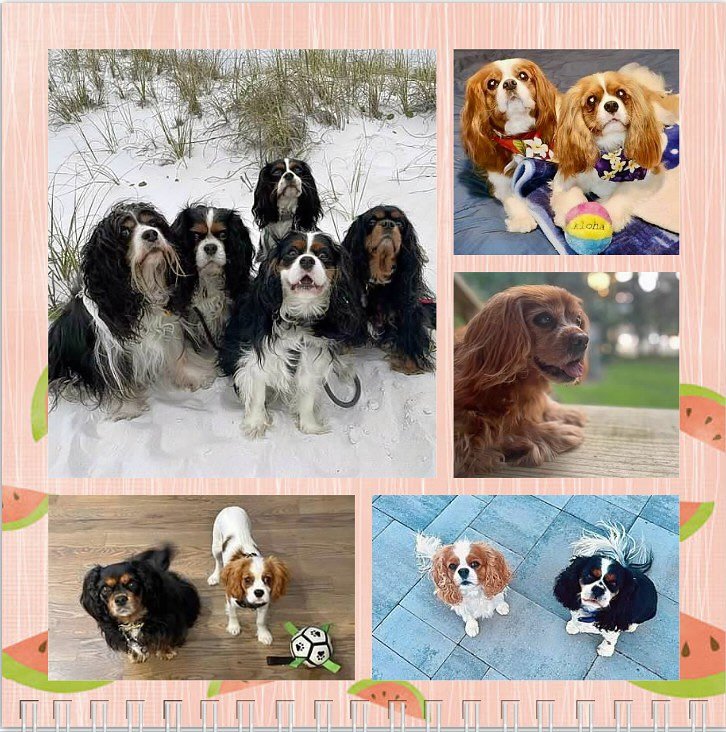 Hello June and Happy Birthday pups! 🐶🎉🎂🥳🩷 #nashvillecavaliers