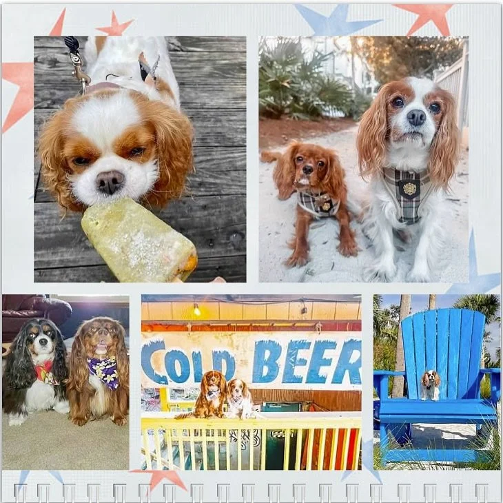 Hello July! 🐶🇺🇸🎉🎆🥳🎂 #nashvillecavaliers