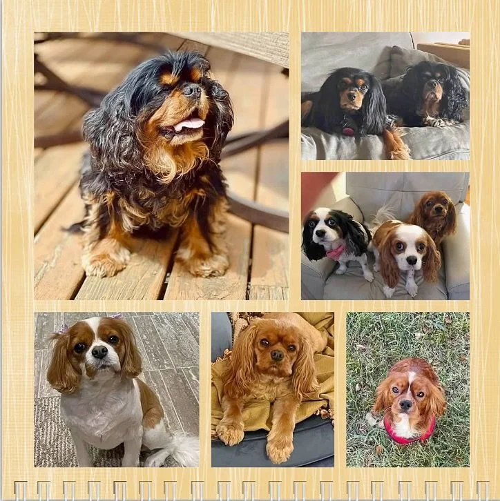 Hello August and Happy Birthday to our pals! ☀️🐶🥳🎉🎂🩷 #nashvillecavaliers