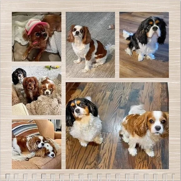 Hello September and Happy Birthday to all our furrriends! 🥳🎉🎂🩷🎈 #nashvillecavaliers