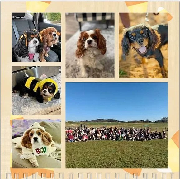 Hello October and fall! Happiest of birthdays to all our furrriends! 🥳🐶🎂🎉❤️ #nashvillecavaliers