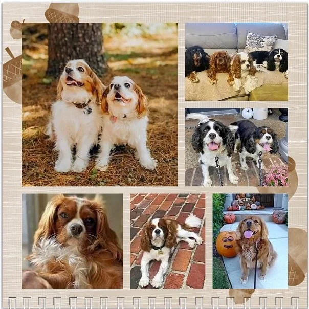 Hello November! 🐶🍁🍂 Happy Birthday to all our furrriends! 🐶🎂🎉🥳🩷 #nashvillecavaliers