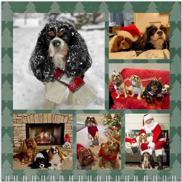 Hello December! We hope all our pals have a wonderful birthday and a Very Merry Cavmas! 🥳🎉❤️🐶🎄🎅🏻 #nashvillecavaliers