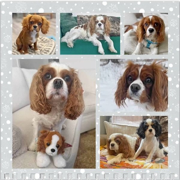 Hello January 2026! We hope all our pals have a wonderful birthday this month! 🥳🎉🎂🐶🩷 #nashvillecavaliers