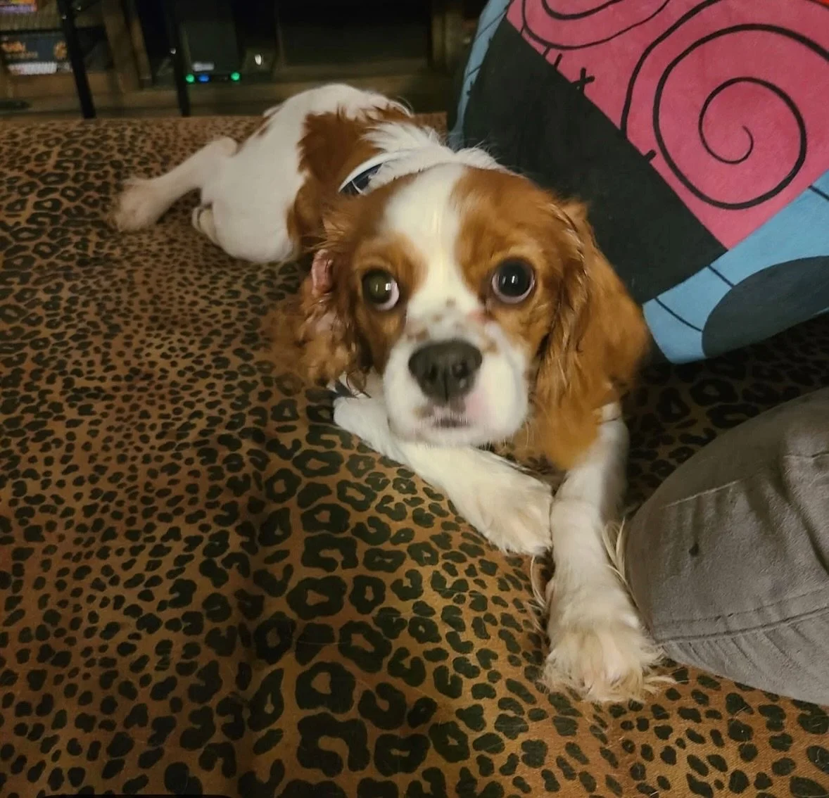 Anyone recognize this sweet pup? Found in North Nashville/Madison area. Dog is safe and Must provide proof of ownership. Please contact us or @cavalierrescueusatn