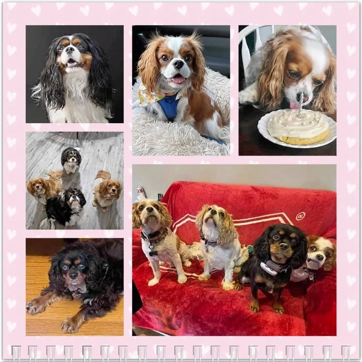 Hello February! Wishing all our pals a very Happy Birthday and hoping the groundhog does NOT see his shadow tomorrow&hellip; 🥳🎉🎂❤️🤞🏻🤞🏻🤞🏻 #nashvillecavaliers