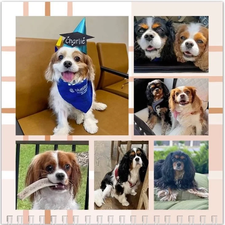 Hello August! It&rsquo;s hard to believe the year is flying by! We hope our pals have a wonderful birthday! 🥳🎂🎉🩷🐶

We have some exciting things to announce this month! Stay tuned! 🎉🎉🎉 #nashvillecavaliers