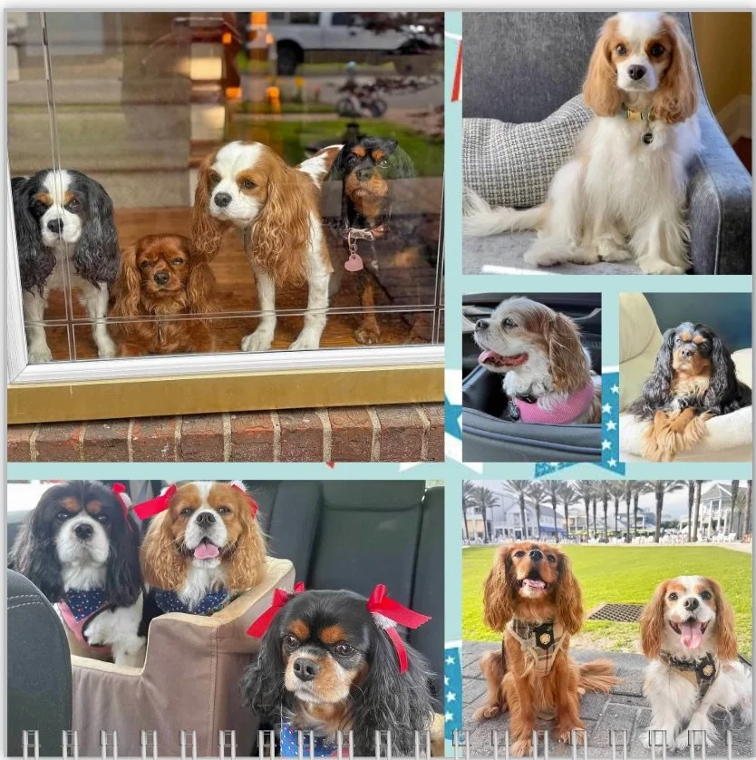 Happy July pals! We hope everyone is having a wonderful summer and have a Happy Birthday this month! 🥳🎂🎉❤️🐶 #nashvillecavaliers