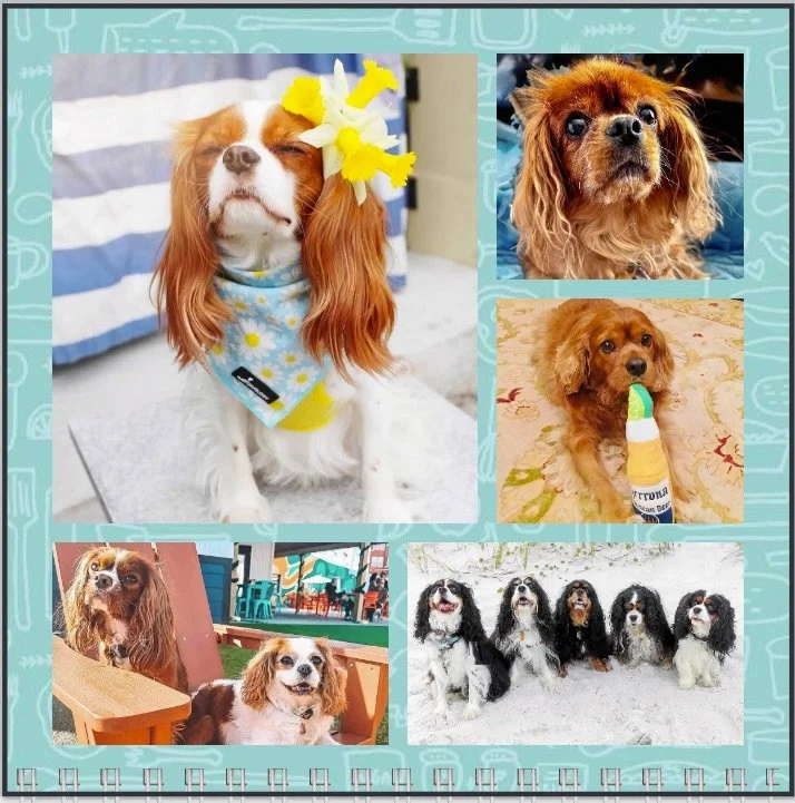 Hello June! ☀️ Happy Birthday to all our pals! 🥳🎂🎉🩷 #nashvillecavaliers (Sorry this is late! This did not post on the scheduled date)