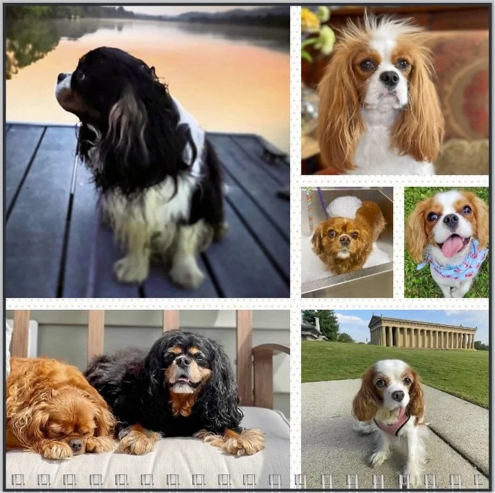 Hello May and Happy Birthday to all our pals! 🥳🎉❤️🐶🎂 #nashvillecavaliers