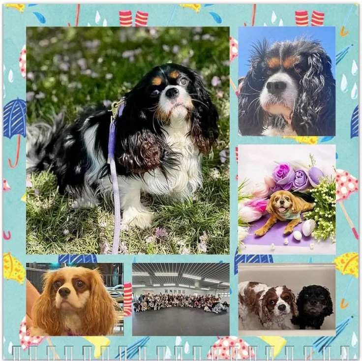 April totally got away from us! Sorry for the delay friends! We hope our all@our pals have a pawsome Birthday month! 🥳🎉🐶❤️ #nashvillecavaliers
