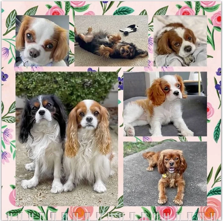 Well hello March! ☀️🌷 We&rsquo;re looking forward to warmer days and Happy Birthday to all our pas! 🐶🥳🎂🩷 #nashvillecavaliers