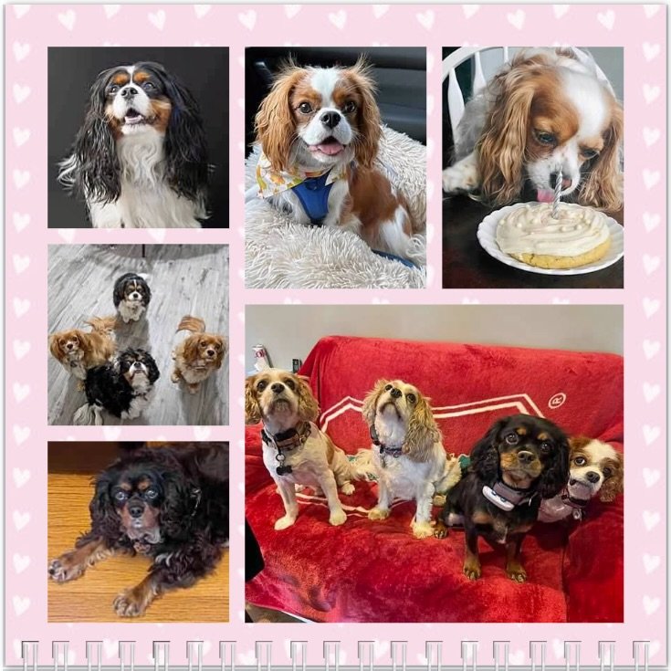 Hello February! Wishing all our pals a very Happy Birthday and hoping the groundhog does NOT see his shadow tomorrow&hellip; 🥳🎉🎂❤️🤞🏻🤞🏻🤞🏻 #nashvillecavaliers