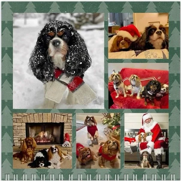 Hello December! We hope all our pals have a wonderful birthday and a Very Merry Cavmas! 🥳🎉❤️🐶🎄🎅🏻 #nashvillecavaliers