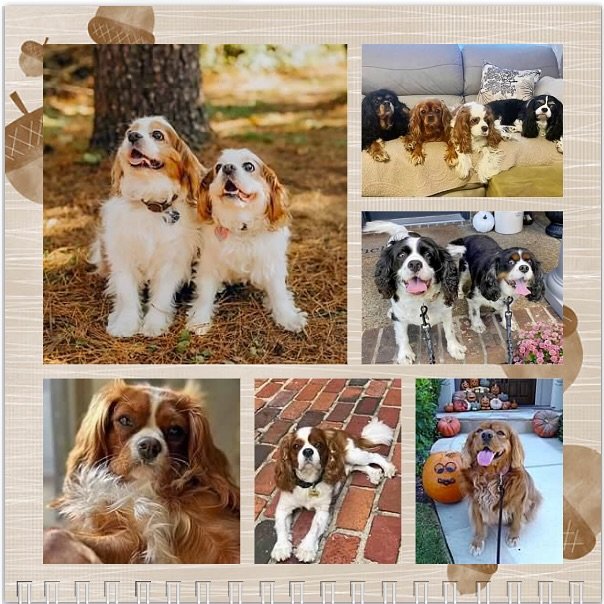 Hello November! 🐶🍁🍂 Happy Birthday to all our furrriends! 🐶🎂🎉🥳🩷 #nashvillecavaliers