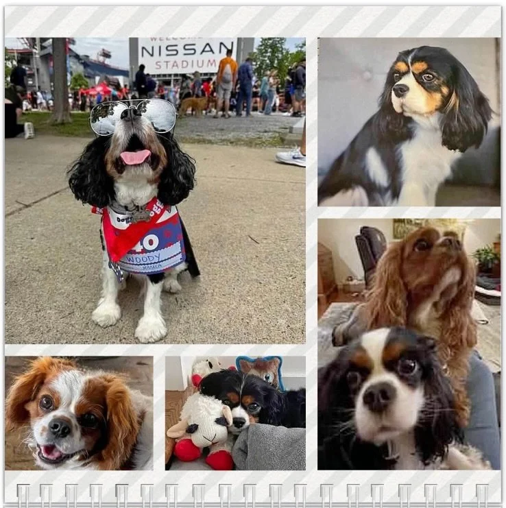 Hello September! 🎉 We hope our pals have a pawsome birthday! 🥳🐶❤️🎉🎂 #nashvillecavaliers