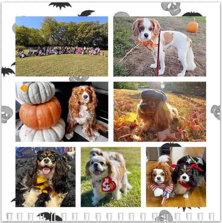 Hello October and Happy Cavoween! Happy birthday to all our pals! 🎃🍂🎉🥳❤️🧡 #nashvillecavaliers