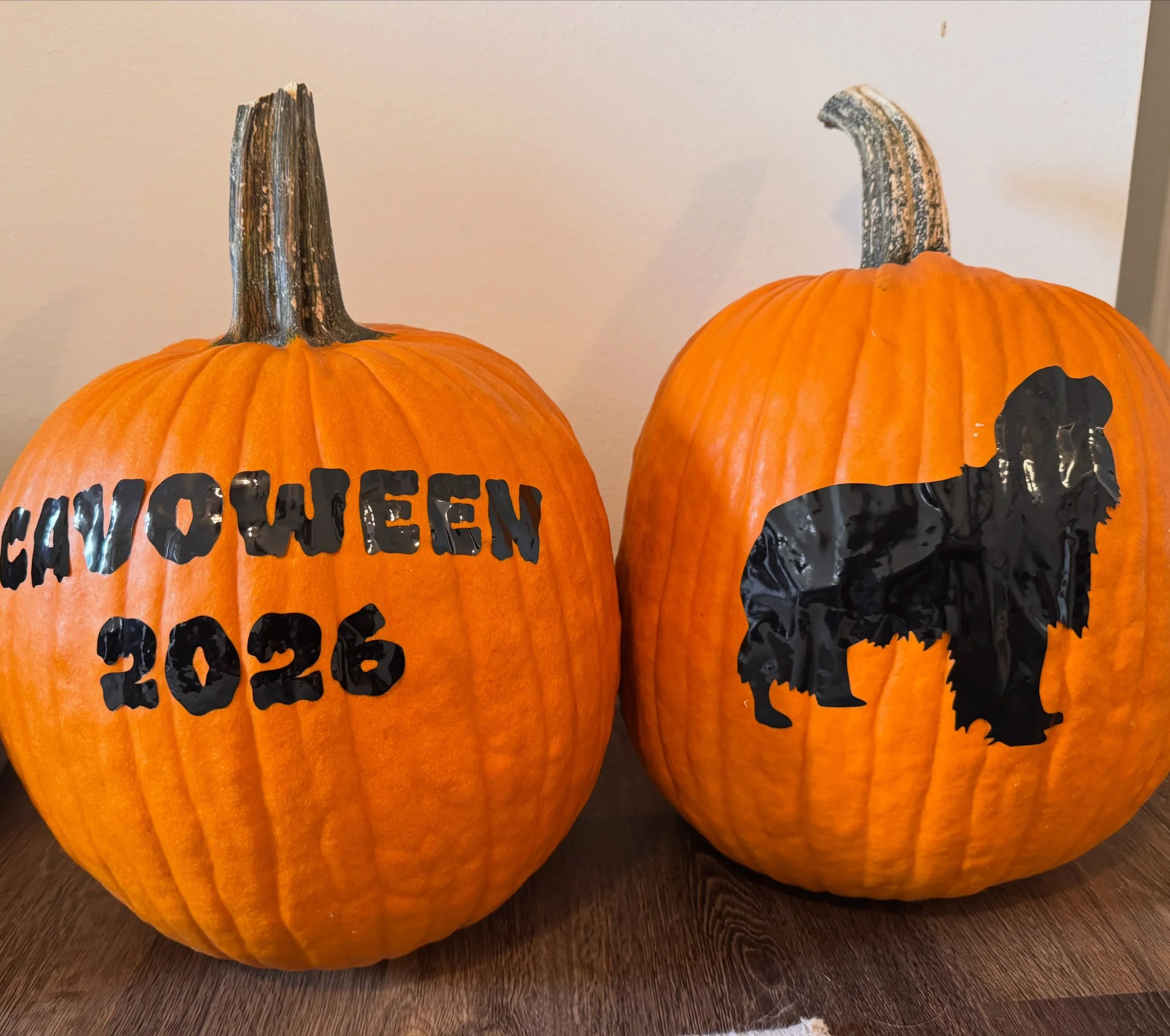 Alright furrriends&hellip; the weather seems to be cooperating&hellip; as of right now, Cavoween will still happen! In the event things change, we will send an email tomorrow morning and post on our feed and story. Fingers and paws crossed!!! #nashvi