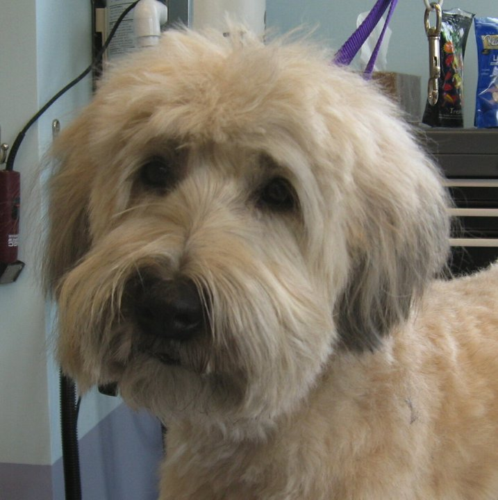image-6.png