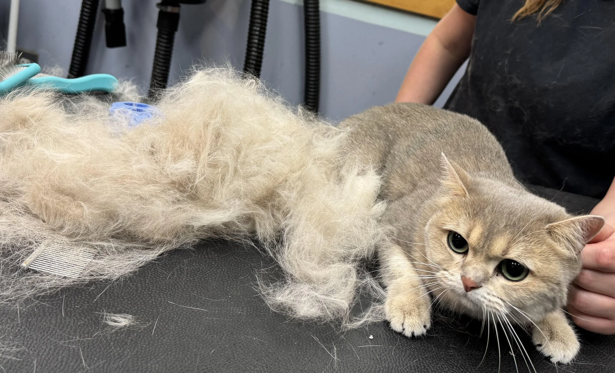 A grooming table with a shorthaired cat lying on its side, surrounded by de-shedded  fur, with grooming tools visible in the background.