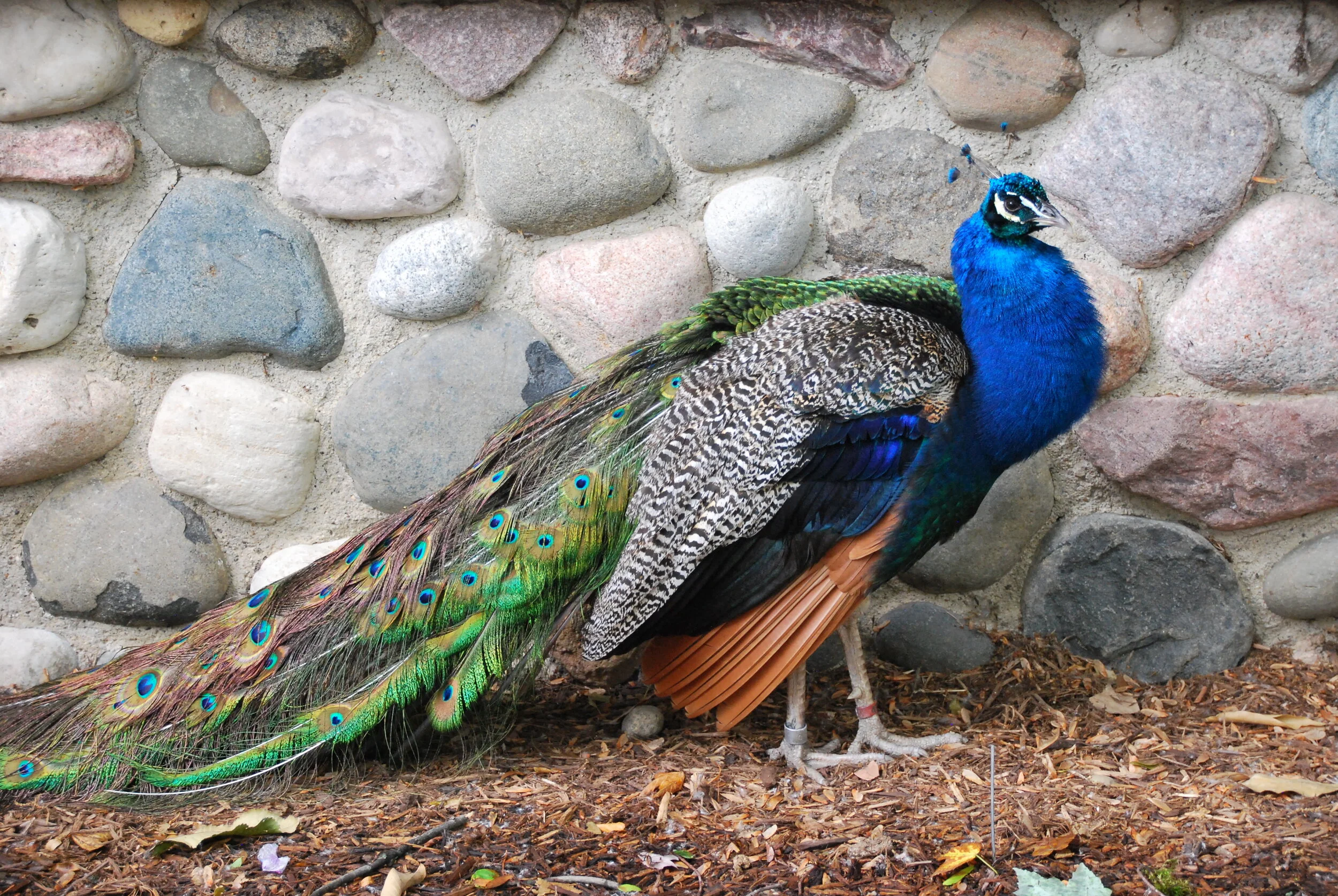 DSC_0600.JPG