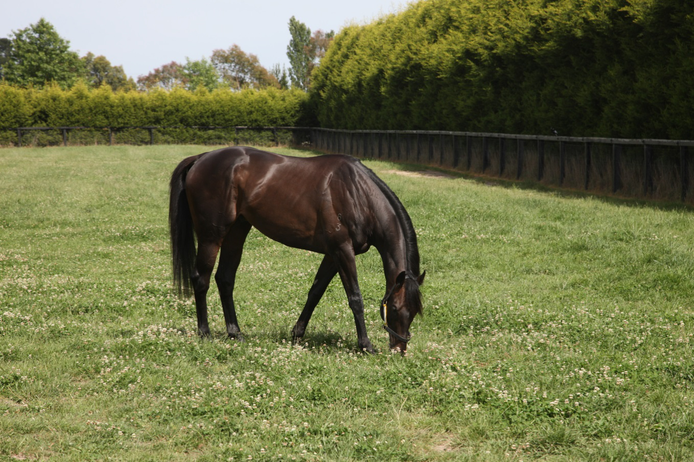 Viewed spelling in his paddock after his 2008 Melbourne Cup victory