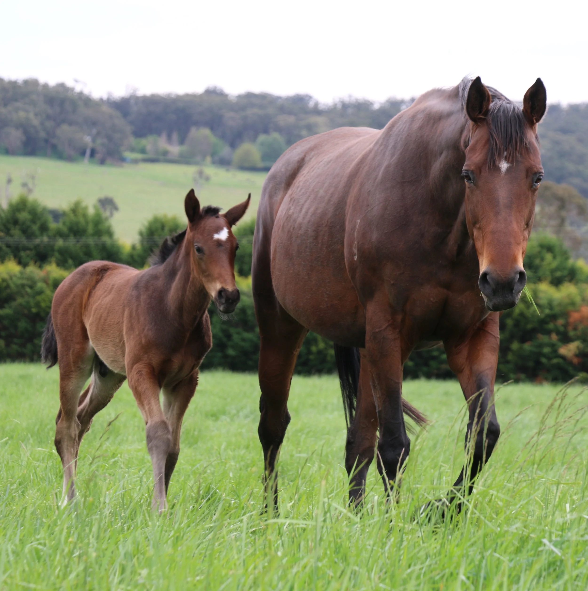 Multiple G1 winner, Norzita, with her foal in the paddocks at Think Big Stud.